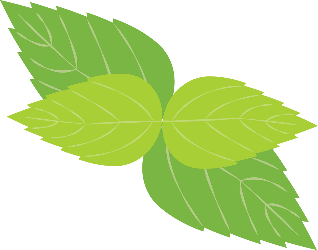 Mint leaf. peppermint green leaves